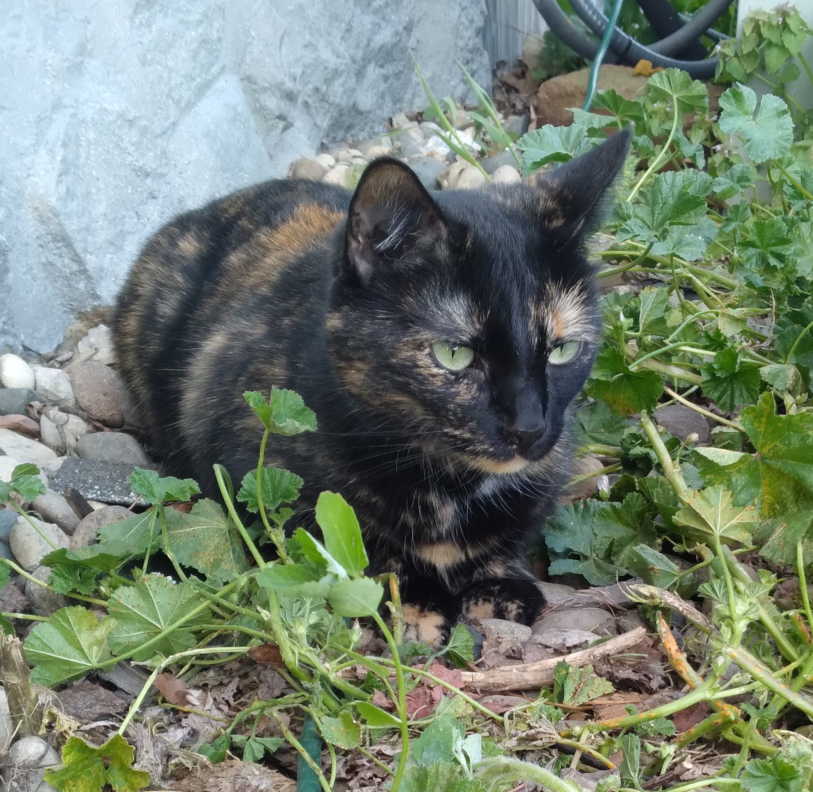 ember